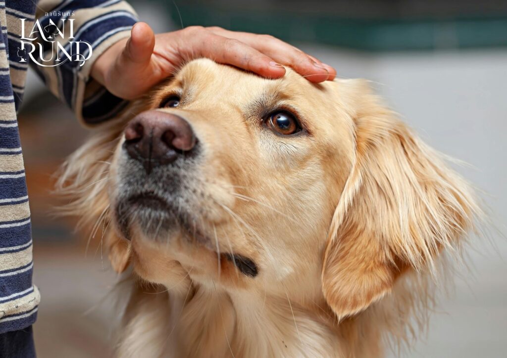 ฌาปนกิจสัตว์เลี้ยง