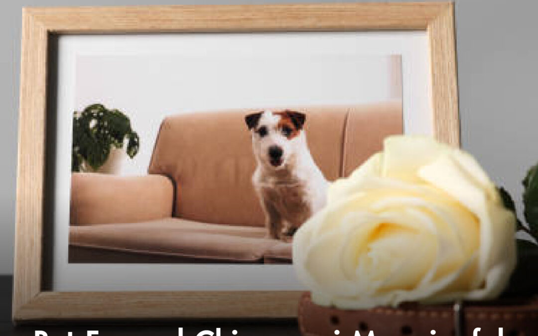 Pet Funeral Chiangmai Meaningful Pet Farewell Beyond Disposal