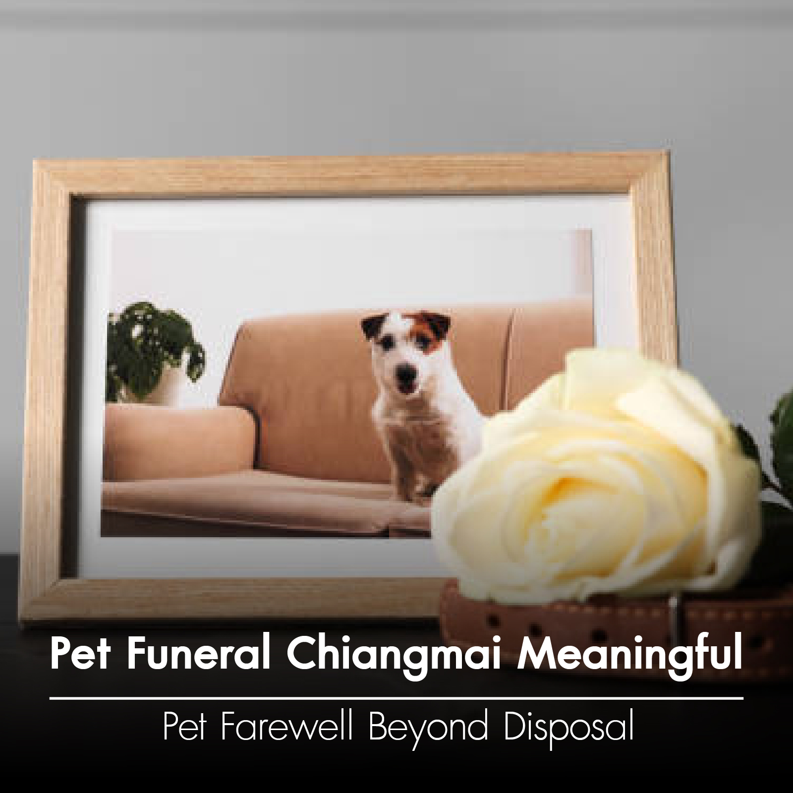 Pet Funeral Chiangmai Meaningful Pet Farewell Beyond Disposal