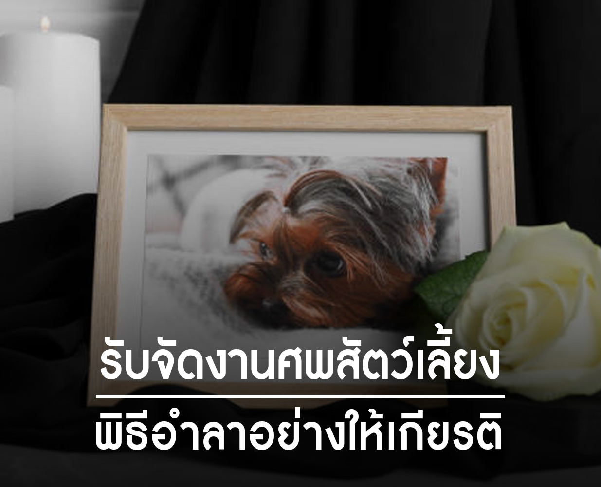 Lanirund บริการจัดงานศพสัตว์เลี้ยง พิธีอำลาอย่างให้เกียรติ