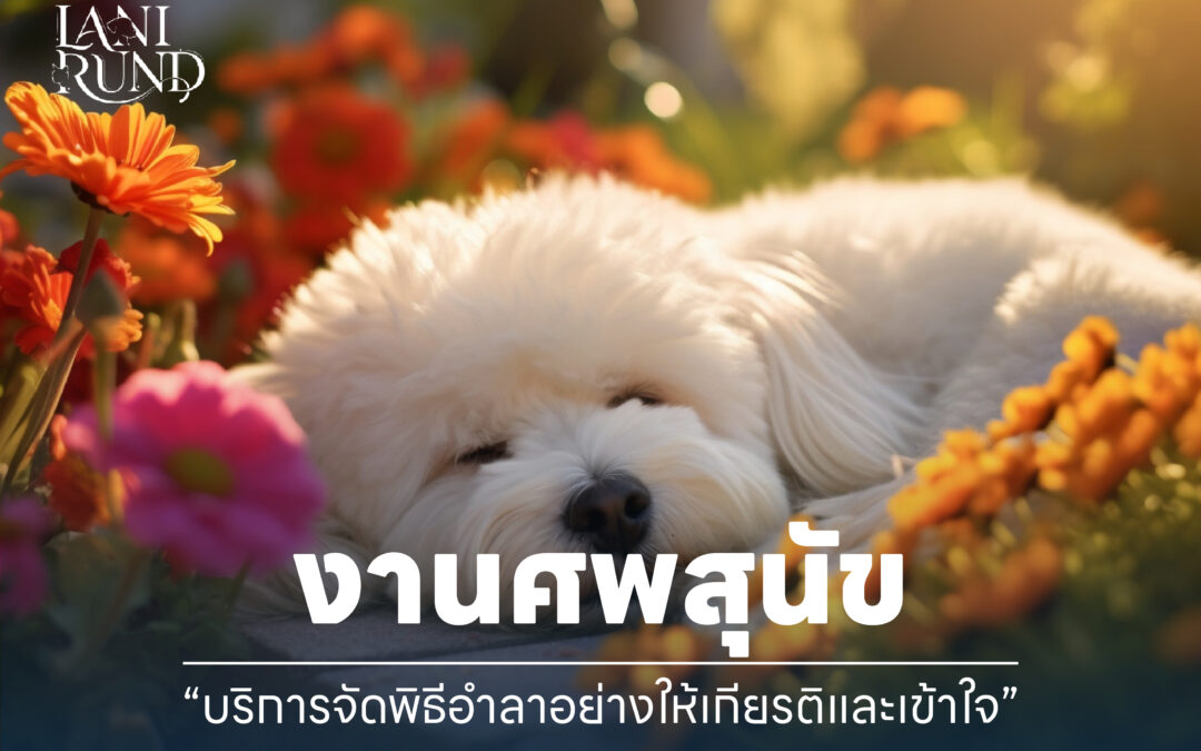 งานศพสุนัข บริการจัดพิธีอำลาอย่างให้เกียรติและเข้าใจ