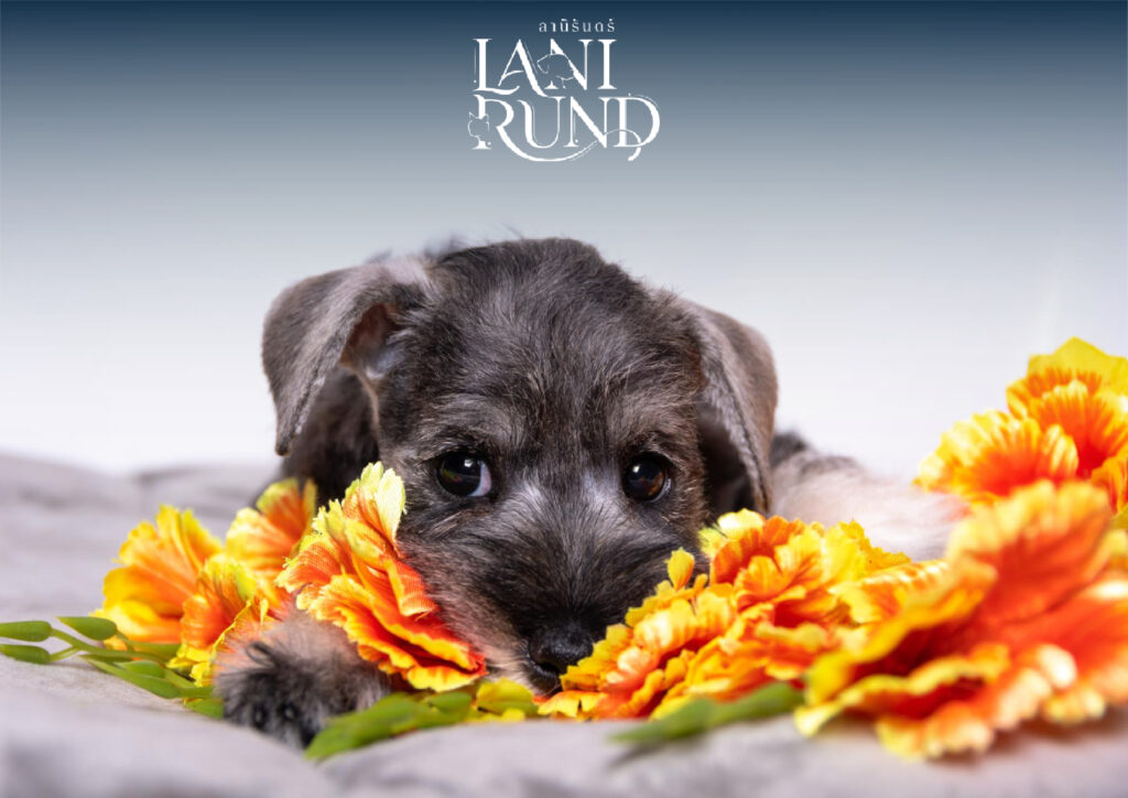 พิธีอำลาสุนัข