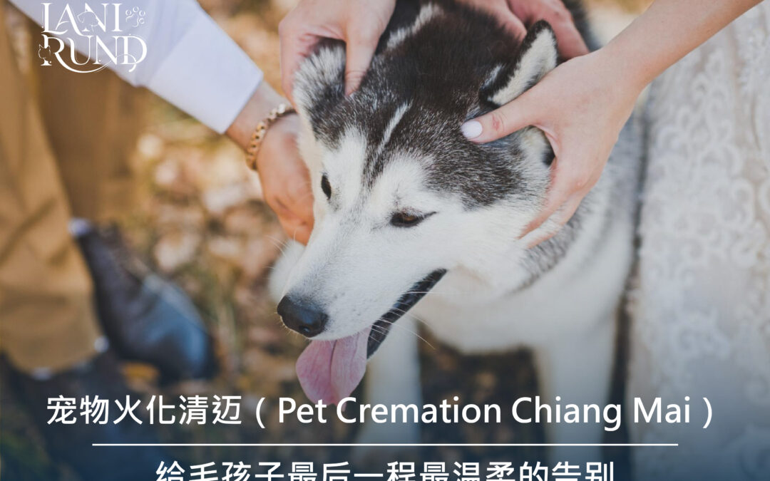 宠物火化清迈（Pet Cremation Chiang Mai）— 给毛孩子最后一程最温柔的告别