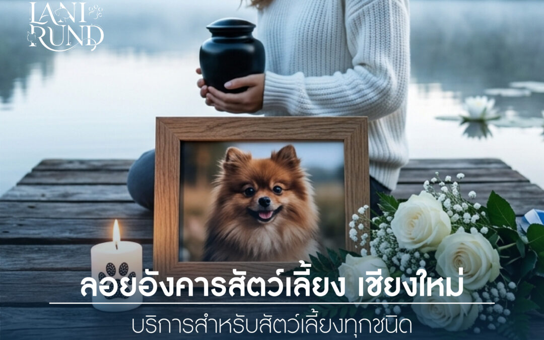 ลอยอังคารสัตว์เลี้ยงหลังฌาปนกิจ ทางเลือกในการอำลาน้องอย่างอบอุ่น