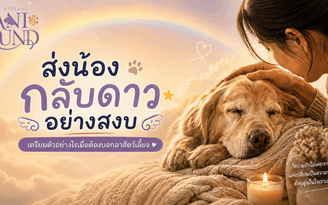 ส่งน้องกลับดาวอย่างสงบ เตรียมตัวอย่างไรเมื่อต้องบอกลาสัตว์เลี้ยง