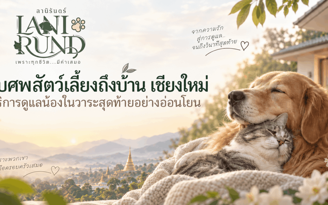รับศพสัตว์เลี้ยงถึงบ้าน เชียงใหม่ บริการดูแลน้องในวาระสุดท้ายอย่างอ่อนโยน