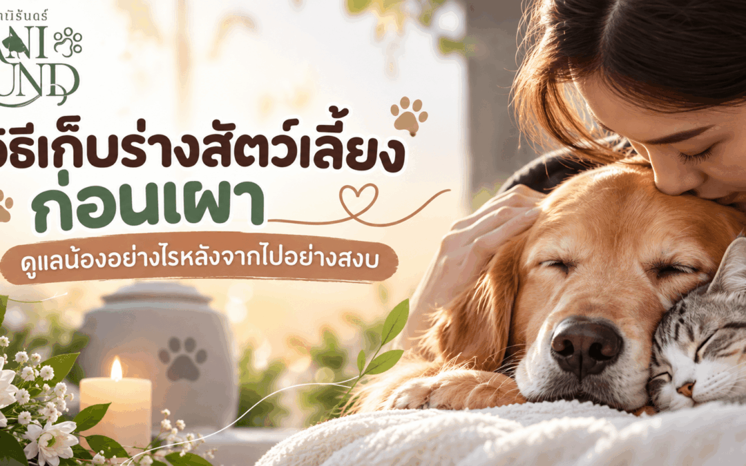 วิธีเก็บร่างสัตว์เลี้ยงก่อนเผา ดูแลน้องอย่างไรหลังจากไปอย่างสงบ